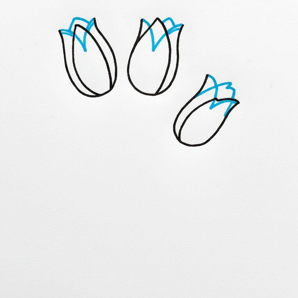 Como Desenhar Tulipas – Passo a Passo Fácil – Passo 3