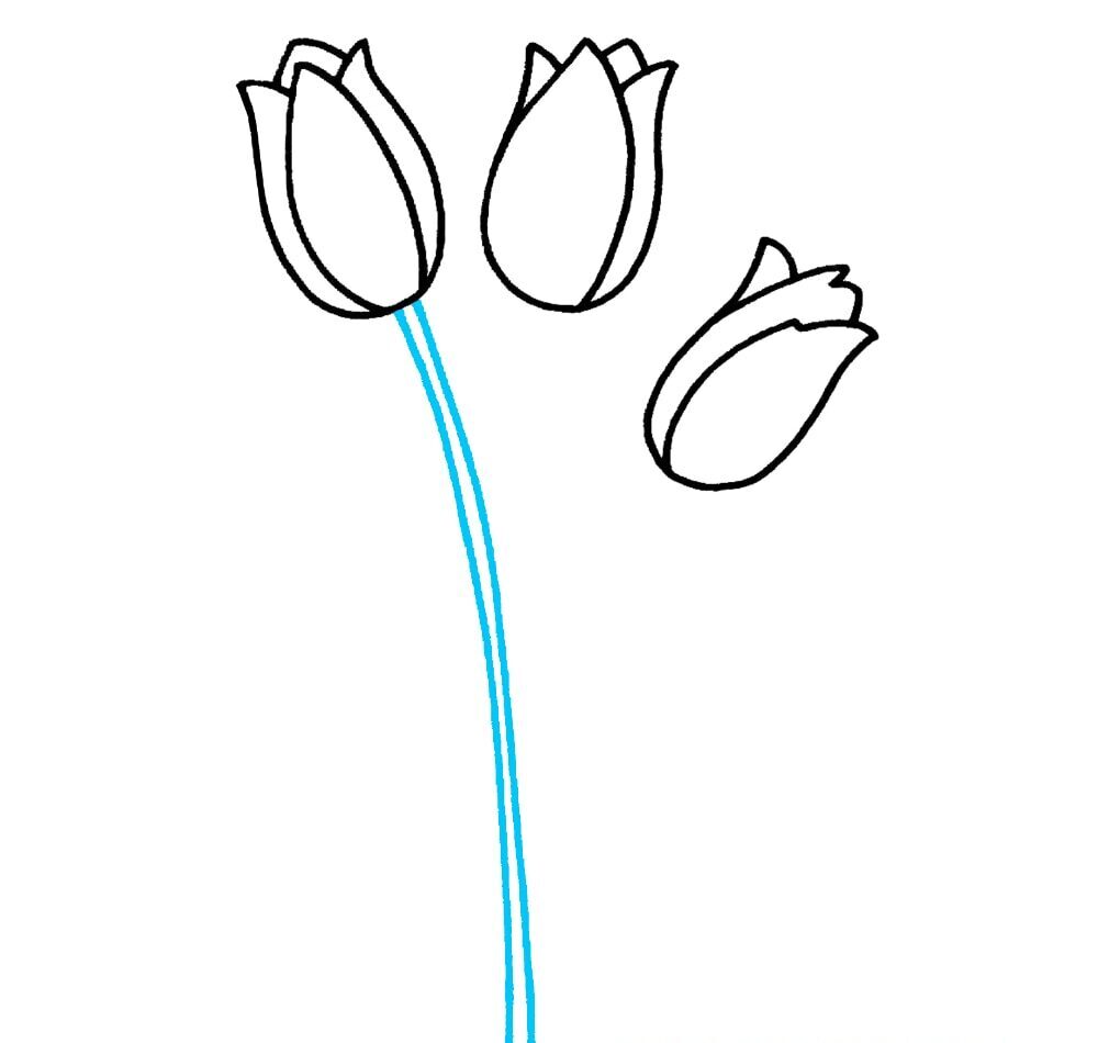 Como Desenhar Tulipas – Passo a Passo Fácil – Passo 4