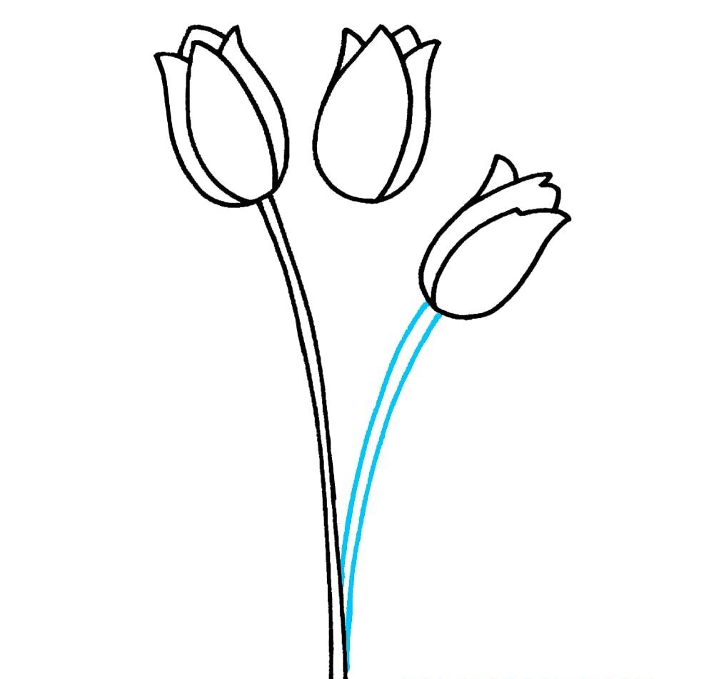 Como Desenhar Tulipas – Passo a Passo Fácil – Passo 5