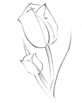 Como Desenhar uma Tulipa Realista – Passo a Passo – Passo 3